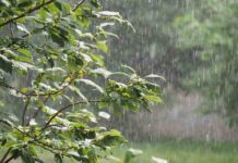 കേരളം മഴക്കെടുതിയിൽ: 9 ജില്ലകളിൽ റെഡ് അലർട്ട്; മണ്ണിടിച്ചിലും വെള്ളപ്പൊക്കവും, അഞ്ചു മരണം